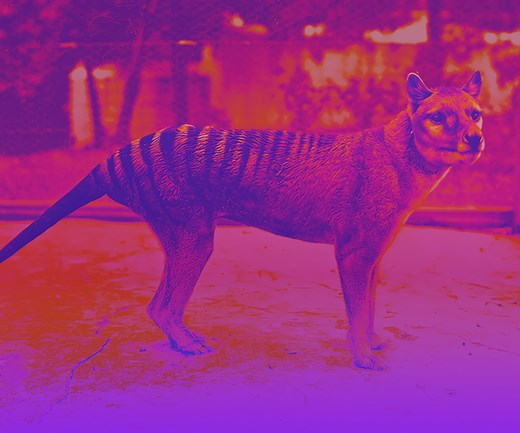 Thylacine | Tasmanian Wolf |Tasmanian Tiger - Colossal