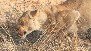 551K views · 7K reactions | Leading pride female picked up a sizeable chunk of meat and swallowed it whole #video #travel #reels #trending #viral #life #nature #Amazing #reelsfb #trend | African Bush Kingdom | Facebook