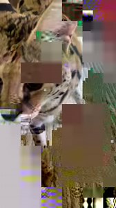 Starting our morning the right way 🤍 Chloe getting some energy out by playing with Matt. She loves jumping on the monsters that live under the blanket (our feet). The last bite actually hurt a lot 😂 I love hearing her purr like in the last clip. She’s such a happy girl! Happy Friday! We hope everyone has a great day today! | Chloe the Serval