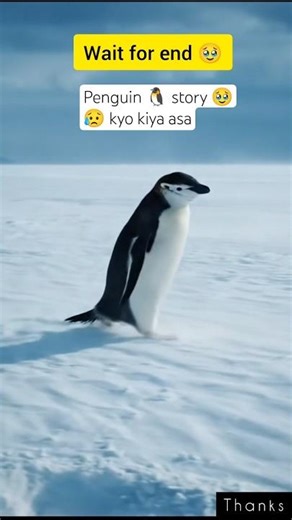 क्या हुआ पेंगुइन को 😥penguin mountain | penguin depressed | penguin Story
