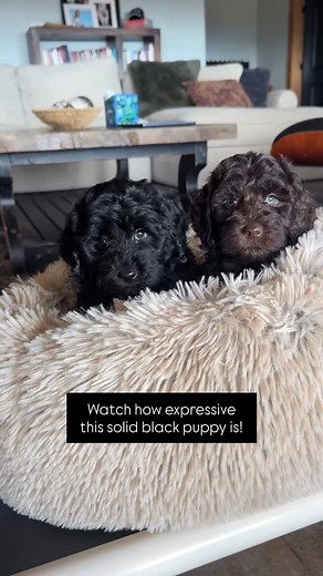 We have a great opportunity for anyone looking for miniature Australian Labradoodles! Ripley and Ollie puppies are available to go home now or at Christmas with four weeks of training. Message me if you want more info! #hilltoplabradoodles #australianlabradoodle #minilabradoodle #labradoodlesofinstagram #doodlepuppy #multigenlabradoodle #teddybearpuppy #hypoallergenicdogs #nonsheddingdogs #puppiesreadynow #christmaspuppy #christmaspuppies #holidaypuppy #trainedpuppy #puppytrainingjourney #bestfa