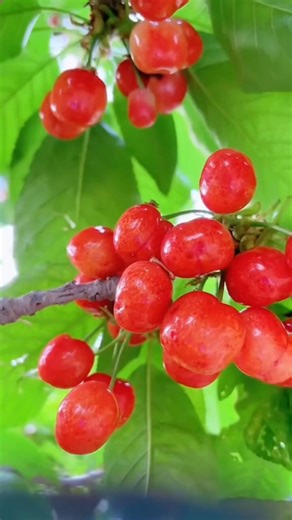 This Kind of Beauty Can’t Be Recreated 😳 | Real Farm Beauty #6