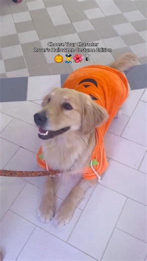 Which Chief Dog Officer look is your favorite? 💬 Follow Rover and Sailor on IG for more of their life at sea. 🔗 bit.ly/ChiefDogOfficers | Royal Caribbean