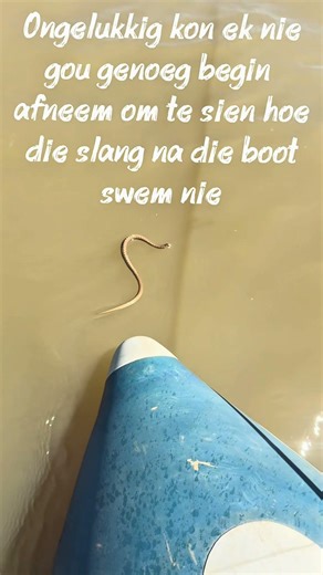 Weird and wonderful creatures on the water