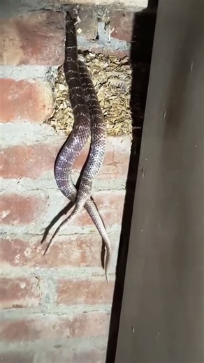 Indian Krait Pair: Natural Mating Behavior #snake #naturelovers #snakevideo