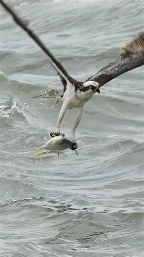 7.4M views · 119K reactions | The moment an osprey hits the water and...