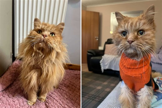 Family Lost Hope of Finding Missing Cat—Then a Picture Changed Everything