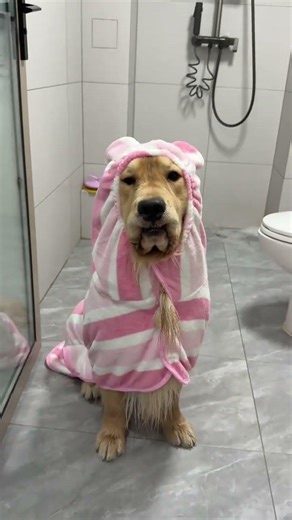 Super Absorbent Pet Bathrobe for Easy Home Dog Baths