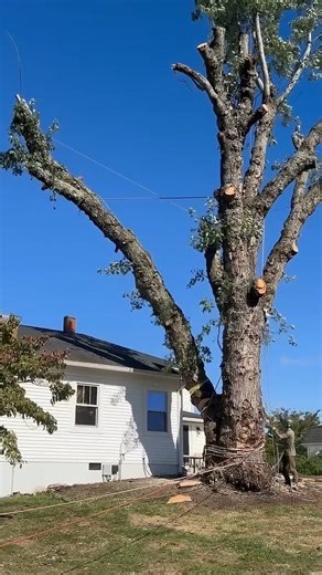 Swinging a 7000lb log over a house. (20,000lb line) #treewhisperer #trees #treeservice #FYP #Reels #ViralReels | Tree Worker TV