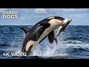 WILD OCEAN | Where Apex Predators Rule the Deep Blue Sea Ecosystem | Nature Animal Documentary