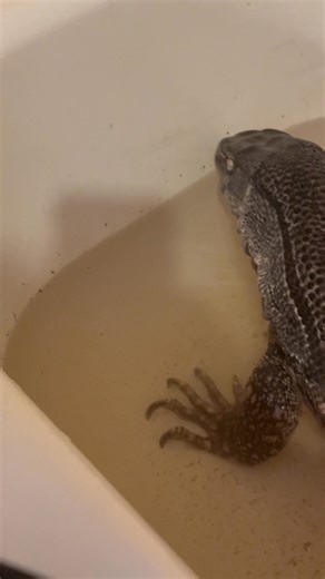 5.8K views · 126 reactions | Little foot getting pampered | The Legend Lizards | Facebook