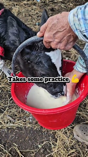 Baby Calf Drinking Milk from Bucket For The First Time🐮🪣#babycalf#bucket#learning #farmlife#cute#cow