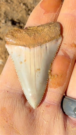 Another ancient fossil Great White Shark tooth found digging at Palmetto Fossil Excursions by Greg of Lost World Excavations! Check out those beautiful white/cream colors that almost make it look like a modern one. If you want to come dig here, just message PFE for more info | SHRKco