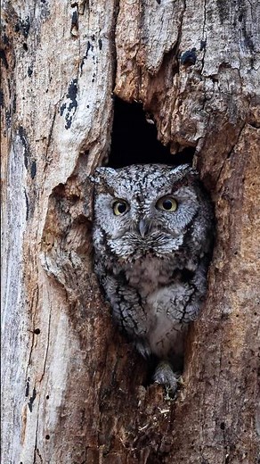 Eastern Screech Owl Takes Flight at Dusk
