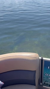 3K views | Shell Island Dolphin Tours LLC on Reels | Facebook