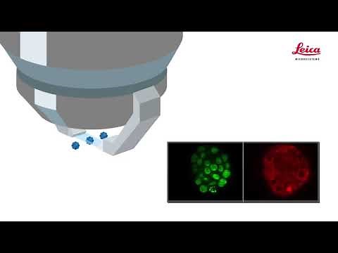 Digital Light Sheet Microscopy | 3D Cell Biology