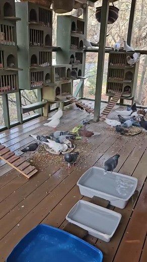 I need to thank my husband, Steve, and my friend, Kristin, for holding down the large "fort" today in Jacksonville, Oregon. Particularly, on a cold winter day. I always miss my flock, human and pigeon, when I need to travel for avian vet visits. | Cynthia Harris