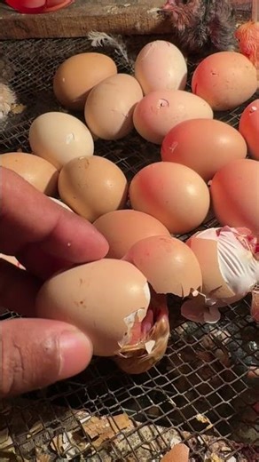 Such a majestic egg hatching