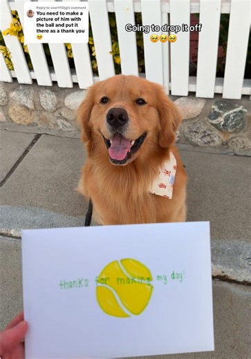 Replying to @user1110jg We left them a note with some pictures to thank them for the ball 🥰🎾 #goldenretrieverlife #dogsoftiktok #goldenretriever