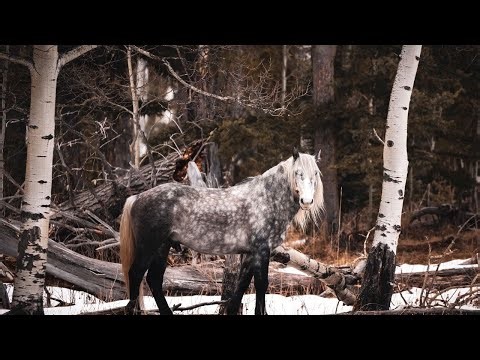 Shazam Still Standing | A Wild Stallion’s Strength in Winter