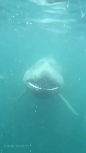 Face To Face With A Gentle Giant - The Basking Shark 🦈😱😱😱 . . #shark #huge #massive #oceanlife #marinelife #FishLifeWorldTV | FishLife world TV