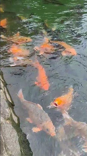 Amazing Super Fish #torfish #goldfish #shorts