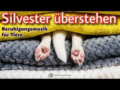 Silvester-Beruhigungsmusik für Hunde, Katzen und alle, die vom Feuerwerk gestresst sind