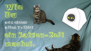 Schau dir dieses Video an und deine Katze wird dir auf ewig dankbar sein!