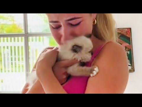 When a kitten is the best surprise you can get! 😻 Kitten Surprise