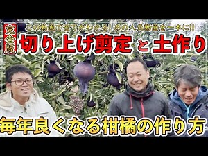 【完全版】柑橘のベテラン栽培者から習う「切り上げ剪定」と「土作り」！毎年美味しくなる柑橘の育て方に超感動した！【長崎県 小林さん&守さん】