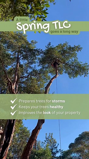 Regular tree care isn’t just about safety, it keeps your trees thriving and your property looking its best.🌳 Our experienced team knows how to spot issues early, shape trees for long-term growth, and leave your yard neat and tidy. ✅ Keeps your trees healthy ✅ Improves the look of your property ✅ Safe removals & stump grinding ✅ Full clean-up every time "Turned up on time, tree trimmed and yard tidied afterwards, great job!" - Heather 👉 Book your free tree assessment today and give your garden 