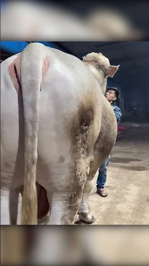 Charolais - Biggest Bulls In The World