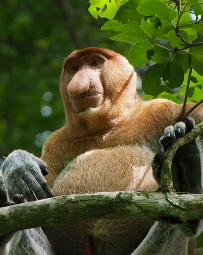 Meet the locals! Unique to Borneo, the Proboscis monkey is always a highlight of any river safari. Come say hello to the wildlife found nowhere else on the planet. Plan your safari now. Booking opens: 10 Dec 2025 Travel starts: 14 Jan 2026 Book your ticket at www.airborneo.com or call our toll free at 1-300-22-1388 (Domestic) or International at 6082 537 555 #AirBorneo #WingsofUnity #BorneoForYou #TravelBorneo #PrideofBorneo | AirBorneo