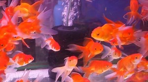 Goldfish Gold Fish Stock Footage Video (100% Royalty-free) 12537455 | Shutterstock