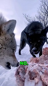 Wild Animals With Attitudes You Won’t Believe — Nature’s Boldest Personalities! 🐾🔥 #AnimalFacts #Wildlife #NatureWonder #DidYouKnow #AnimalBehavior | Geographical Beauty