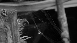 Spider, Spiderweb, Cobweb. Free Stock Video