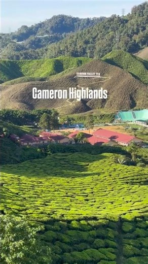 Malaysia Ooty - Cameron Highland - Must visit place / Things to do - Solo and Family Travelling