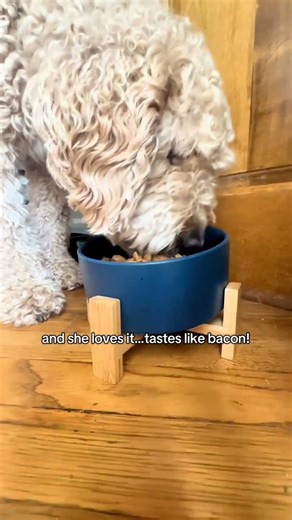 My sweet Dolly was stuck in a cone from licking her paws raw… her joints ached, her skin was itchy,