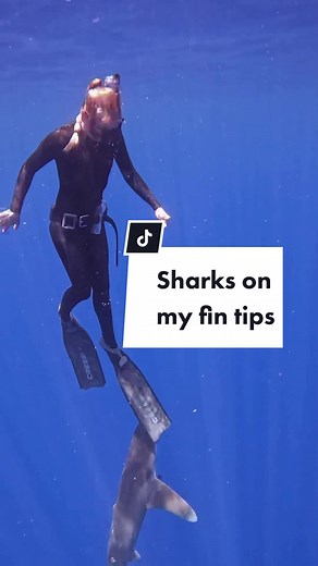 Shark Diving Safety Tips: Protect Yourself from Aggressive Sharks