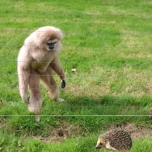 Gibbon freaks out over hedgehog | Monkeys TV