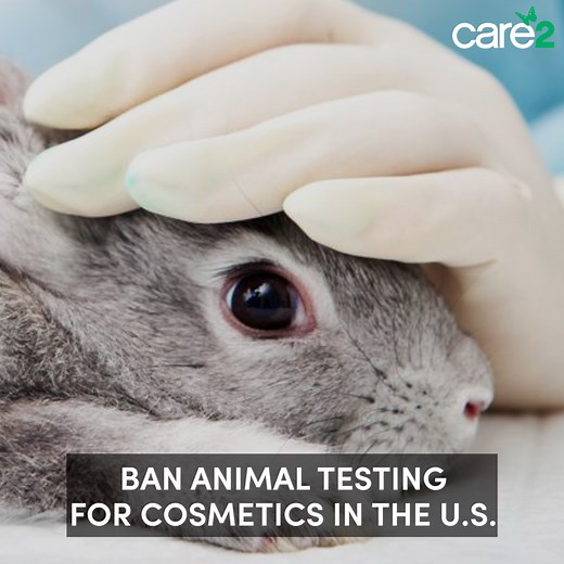 1.3K reactions · 508 shares | California recently passed legislation to ban cosmetic companies from animal testing. Sign the petition to push for the reintroduction and passage of the Humane Cosmetics Act that would make animal testing for cosmetics illegal NATIONWIDE and end the suffering of millions of animals - tortured for makeup! | Care2 | Facebook