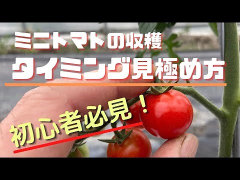 [How to grow cherry tomatoes] How to determine the harvest time and how to harvest them (for home...