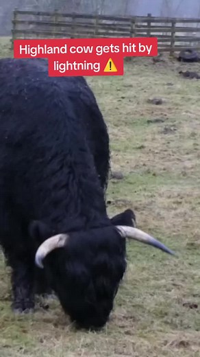 Highland Cow Struck by Lightning: Unbelievable Moment