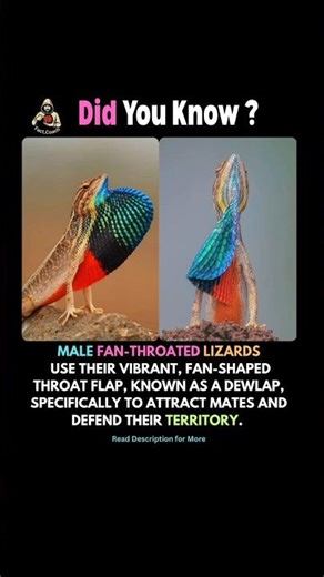 This Lizard Has a Secret Weapon! 🦎✨ #shorts #wildlife #nature #shortsviral