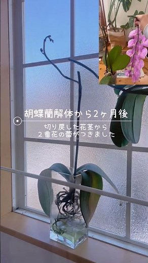 【胡蝶蘭の仕立て直し②】2ヶ月後、切り戻した花茎から2番花の蕾が出ました🌸6月
