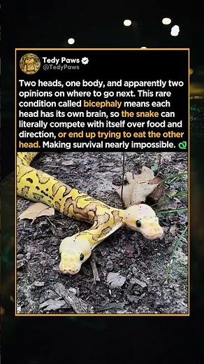 One Snake, Two Heads, Zero Agreement