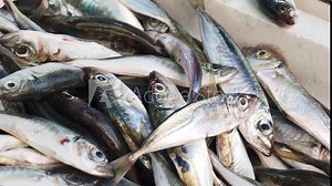 Freshly Caught Fish Beautifully Displayed at a Vibrant Seafood Market for Everyone to Enjoy
