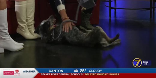 Meet Purdy from the Jefferson County SPCA