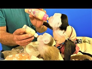 Monkey Lillian Louise