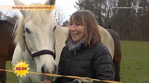 848K views · 4.8K reactions | Kein Geld mehr für Futter - kein Geld mehr für den Stall: Die Corona-Krise trifft viele Pferdebesitzer so hart, dass sie sich sogar von ihren geliebten Tieren trennen müssen! Derzeit sind Auffangstationen für Pferde regelrecht überfüllt - wird Schimmel Leonardo einen neuen Besitzer finden?  #FFS | SAT.1 Frühstücksfernsehen | Facebook
